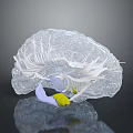 Transparent Brain Model with Hair like Structures and Purple Yellow Components 3d model