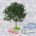 Camphor Tree on Paved Ground with Circular Grass Patch and Human Figure for Height Reference 3d model