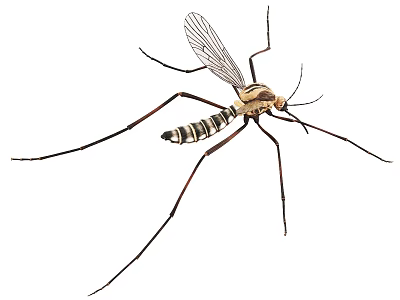 Flying Insect With Long Legs Transparent Wings And Striped Body 3d model