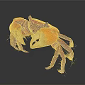 Red Aquatic Crab With Vibrant Color Distinctive Claws And Detailed Legs