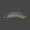 Two Brown Segmented Pill Bugs With Long Antennae On Gray Surface 3d model