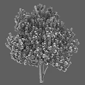 Modern Tree Spruce Pine, Pinus sylvestris, Pine Cedar 3d model