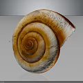 Snail Spiral Shell With Orange And White Striped Pattern On Dark Background