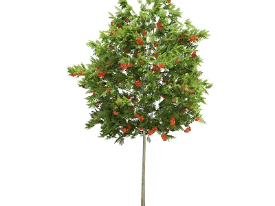 Tall Ornamental Tree with Lush Green Leaves and Bright Red Fruits 3d model