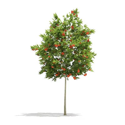 Tall Ornamental Tree with Lush Green Leaves and Bright Red Fruits 3d model