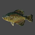 Fresh Spotted Fish With Green Yellow Scales And Black Spots As Delicious Seafood