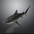 Realistic Striped Shark With Detailed Body And Fins On Dark Background