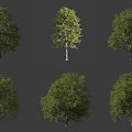 Various Green Arbor Trees Display Different Natural Growth Forms 3d model
