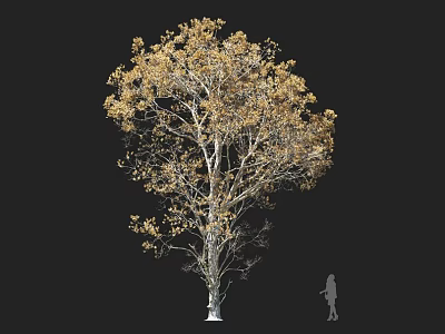 Tall Arbor with Golden Foliage and Human Silhouette for Scale 3d model