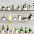 Potted Bonsai Cacti and Succulent Plants on Multiple Shelves with Colorful Shaped Pots