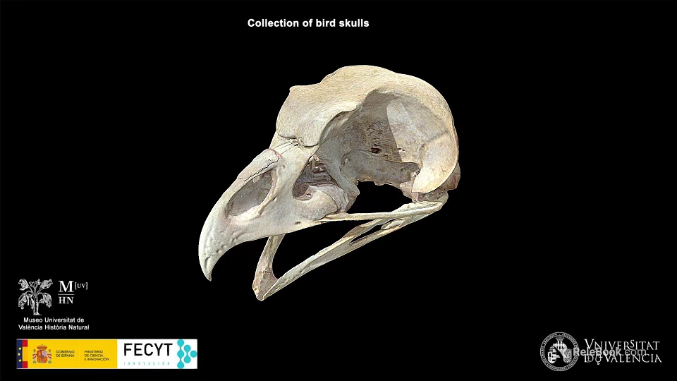 Natural History Collection of Bird Skulls with Detailed Anatomical Features 3d model 