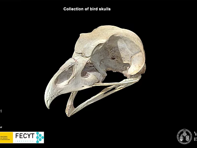 Natural History Collection of Bird Skulls with Detailed Anatomical Features 3d model