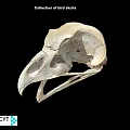Natural History Collection of Bird Skulls with Detailed Anatomical Features