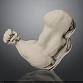 Detailed Anatomical Muscle Arm Model With Fist Pose White Sculpture Structure