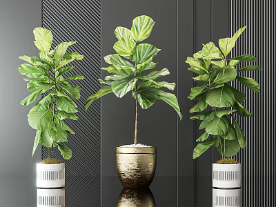 Bonsai Potted Plants With Large Green Leaves In Gold And White Pots For Modern Interior 3d model