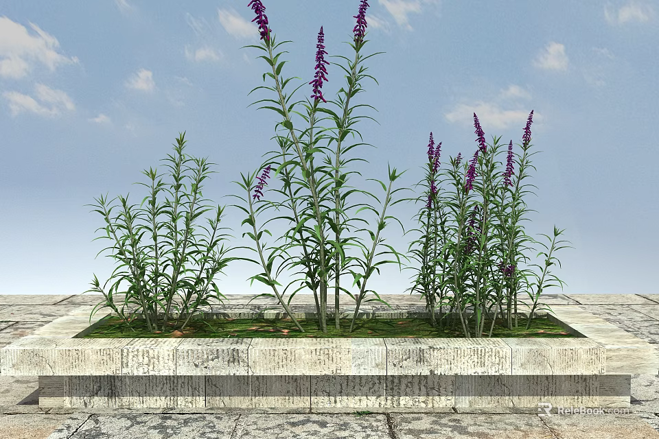 Purple Flowers And Green Leaves In Stone Flower Bed Under Blue Sky With White Clouds 3d model 