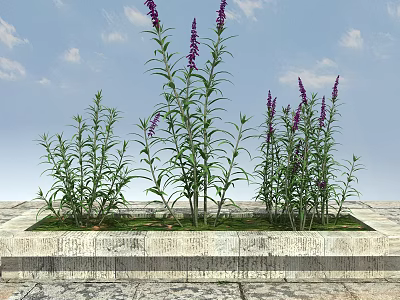 Purple Flowers And Green Leaves In Stone Flower Bed Under Blue Sky With White Clouds 3d model