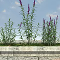 Purple Flowers And Green Leaves In Stone Flower Bed Under Blue Sky With White Clouds