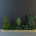 Decorative Green Shrubs And Various Plants In Light Wooden Tray Against Gray Wall