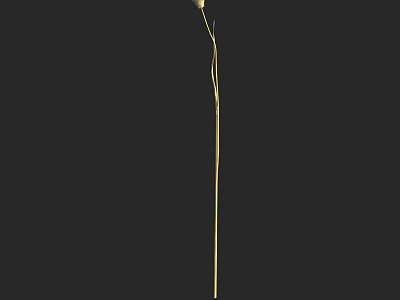 Single Golden Long Stem Flower For Vase Decoration With Black Background 3d model
