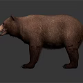 Realistic Brown Bear 3D Render In Standing Pose With Detailed Fur And Gray Background 3d model