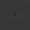 Black Spider With Red Mark On Web Gray Background And Water Droplets