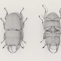 Flying Insects Close Up View Of Two Black Beetles With Large Mandibles And Textured Elytra