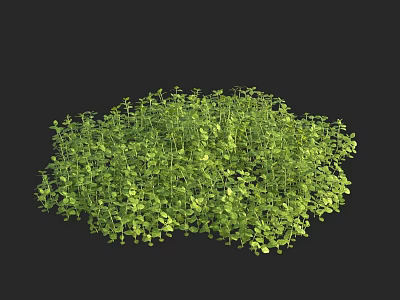 Fresh Green Aquatic Plants Growing in Lush Dense Vibrant Foliage Cluster 3d model