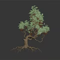 Unique Tree Plant With Exposed Roots Twisted Trunk Green Leaves And Small Red Berries