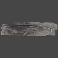 Long Textured Fossil Rock Slice on Gray Background with Natural Patterns 3d model