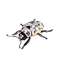 Artistic White Ceramic Beetle With Blue Pattern And Detailed Design