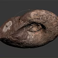 Modern Fossils Chichimerite Ancient Fossils 3d model