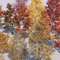 Colorful Deciduous Trees With Various Shapes Sizes And Vibrant Seasonal Foliage