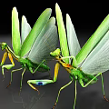 Two Vibrant Green Reptiles With Extended Wing Membranes And Detailed Body Patterns