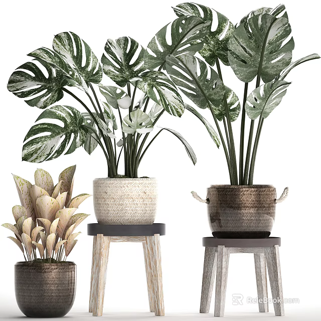 Various Potted Plants In Woven And Handled Pots On Wooden Stools 3d model 