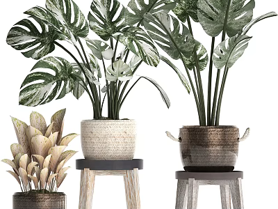 Various Potted Plants In Woven And Handled Pots On Wooden Stools 3d model