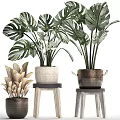 Various Potted Plants In Woven And Handled Pots On Wooden Stools