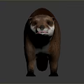 Detailed Realistic Brown Otter With White Chest Standing on Gray Background