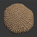 Golden Sea Urchin With Honeycomb Like Pores On Spherical Reflective Surface