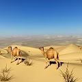 Desert Landscape With Camels Walking Across Golden Sand Dunes Under Blue Sky