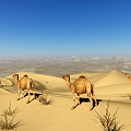 Modern Desert Camel 3d model