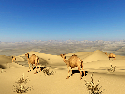 Modern Desert Camel 3d model