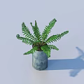 Potted Fern Plant With Fresh Green Fronds In Gray Pot And Shadow On Light Background