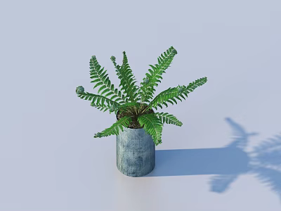 Potted Fern Plant With Fresh Green Fronds In Gray Pot And Shadow On Light Background 3d model