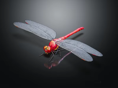 Detailed Red Dragonfly With Delicate Transparent Wings On Black Shiny Surface Close Up View 3d model