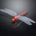 Detailed Red Dragonfly With Delicate Transparent Wings On Black Shiny Surface Close Up View