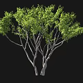 A Figure Standing Beside Green Leafy Tree With Multiple Branches On Black Background 3d model