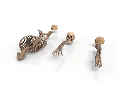 Medical Teaching Human Skeleton Model With Scattered Bones And Anatomical Parts 3d model