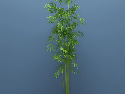 Tall Bamboo Plant With Green Leaves And Slender Stems On Blue Background 3d model