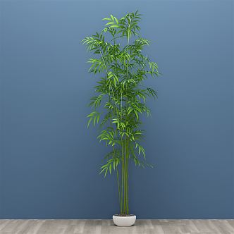 modern bamboo plant potted plant green plant 3d model